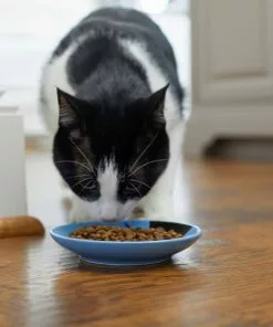 Frisco Cat Face Non-skid Ceramic Cat Dish, Blue, 0.50 Cup -Pet Food Gear Shop 256101 PT3. SY630 V1617130591