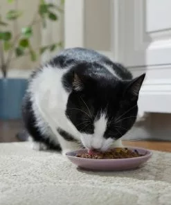 Frisco Paris Non-skid Ceramic Cat Dish, 0.62 Cup -Pet Food Gear Shop 256115 PT4. SY630 V1618494758