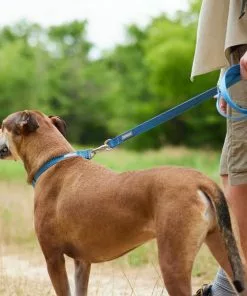 Frisco Outdoor Heathered Nylon Leash -Pet Food Gear Shop 256647 PT5. SY630 V1625588443