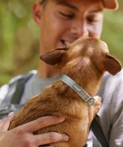 Frisco Outdoor Ultra Reflective Nylon Dog Collar -Pet Food Gear Shop 256693 PT5. SY630 V1625588475