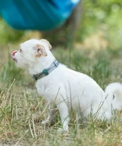 Frisco Outdoor Woven Jacquard Nylon Dog Collar -Pet Food Gear Shop 256733 PT5. SY630 V1625587684