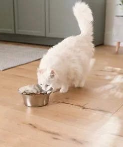 Frisco Flare Dog & Cat Bowl -Pet Food Gear Shop 257162 PT7. SY630 V1615989167