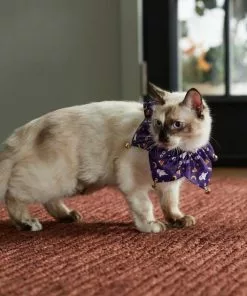 Frisco Spooky Halloween Cat Collar Ruffle, One Size -Pet Food Gear Shop 261118 PT8. SY630 V1624306379