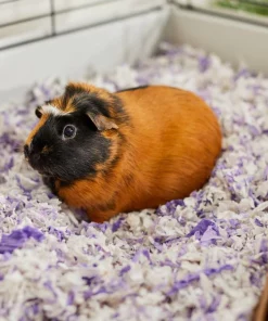 Frisco Small Pet Bedding, Lavender, 56-L 11 Frisco Small Pet Bedding, Lavender, 56-L -Pet Food Gear Shop 263932 PT5. SY630 V1625587399