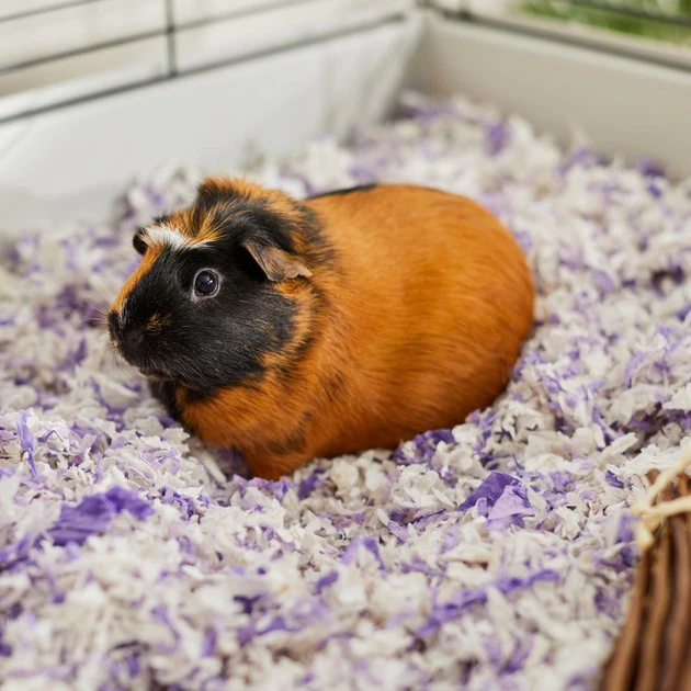 Frisco Small Pet Bedding, Lavender, 56-L 7 Frisco Small Pet Bedding, Lavender, 56-L - Image 5