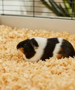 Frisco Pine Shaving Small Pet Bedding, 141-L -Pet Food Gear Shop 263934 PT5. SY630 V1625585896