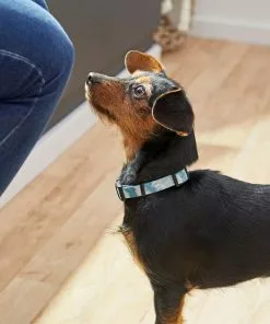 Frisco Blue Tie-Dye Dog Collar -Pet Food Gear Shop 264076 PT3. SY630 V1616776089