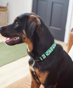 Frisco Spring Leaves Dog Collar -Pet Food Gear Shop 264094 PT3. SY630 V1616776106
