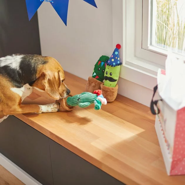 Frisco Birthday Cactus Plush Squeaky Dog Toy, 3 count 5 Frisco Birthday Cactus Plush Squeaky Dog Toy, 3 count - Image 3