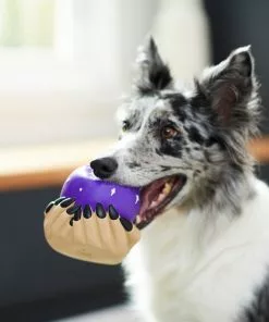 Frisco Magic Fortune Teller's Crystal Ball Latex Squeaky Dog Toy -Pet Food Gear Shop 265634 PT3. SY630 V1623352126