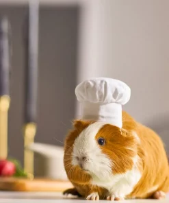 Frisco Chef Guinea Pig Costume Hat, One Size 9 Frisco Chef Guinea Pig Costume Hat, One Size -Pet Food Gear Shop 265887 PT8. SY630 V1624307877
