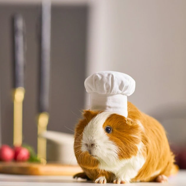 Frisco Chef Guinea Pig Costume Hat, One Size 6 Frisco Chef Guinea Pig Costume Hat, One Size - Image 4