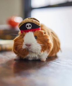 Frisco Pirate Guinea Pig Costume Hat, One Size -Pet Food Gear Shop 265893 PT8. SY630 V1624336771