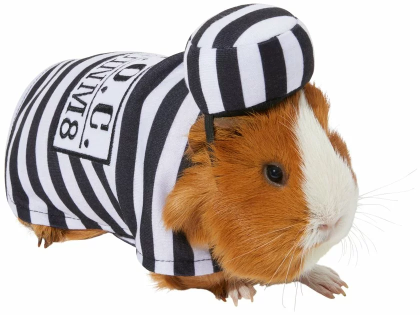 Frisco Prisoner Guinea Pig Costume, One Size 3 Frisco Prisoner Guinea Pig Costume, One Size