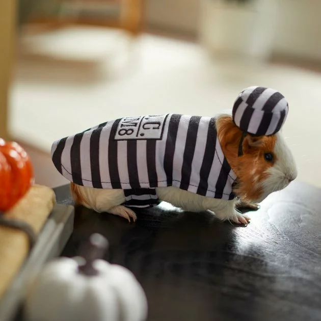Frisco Prisoner Guinea Pig Costume, One Size 8 Frisco Prisoner Guinea Pig Costume, One Size - Image 6