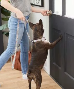 Frisco Traffic Signs Dog Leash -Pet Food Gear Shop 269506 PT3. SY630 V1619535428