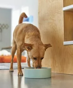 Frisco Modern Gold Rim Ceramic Dog & Cat Bowl -Pet Food Gear Shop 270179 PT2. SY630 V1620762266