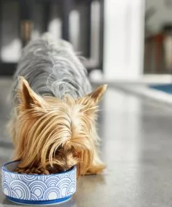 Frisco Blue Oriental Non-skid Ceramic Dog & Cat Bowl 11 Frisco Blue Oriental Non-skid Ceramic Dog & Cat Bowl -Pet Food Gear Shop 270203 PT2. SY630 V1620761962
