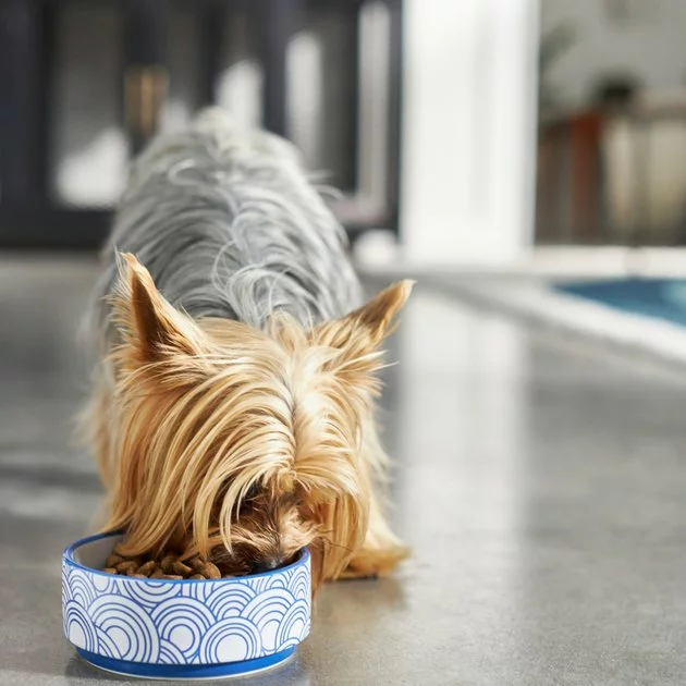 Frisco Blue Oriental Non-skid Ceramic Dog & Cat Bowl 5 Frisco Blue Oriental Non-skid Ceramic Dog & Cat Bowl - Image 3