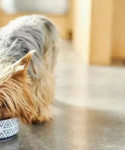 Frisco Tribal Aztec Non-skid Ceramic Dog & Cat Bowl -Pet Food Gear Shop 270217 PT2. SY630 V1620762360