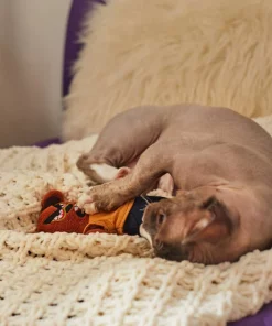 Frisco Halloween Good Bear, Bad Bear Reversible Plush Cat Toy with Catnip 9 Frisco Halloween Good Bear, Bad Bear Reversible Plush Cat Toy with Catnip -Pet Food Gear Shop 270299 PT3. SY630 V1624817131