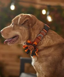 Frisco Orange Glitter Dog Collar with Pumpkin Ribbon -Pet Food Gear Shop 272844 PT8. SY630 V1623879195