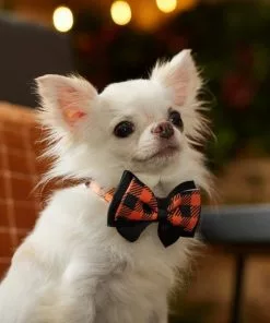 Frisco Halloween Plaid Dog Collar with Bow -Pet Food Gear Shop 272857 PT8. SY630 V1623879164