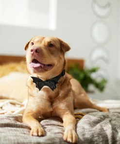 Frisco Removable Bat Wing Collar Bow -Pet Food Gear Shop 272872 PT8. SY630 V1623879427