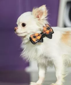 Frisco Removable Halloween Plaid Collar Bow -Pet Food Gear Shop 272875 PT8. SY630 V1623879534