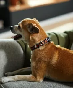 Frisco Spooky Pumpkin Dog Collar -Pet Food Gear Shop 272878 PT8. SY630 V1623879563