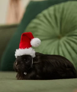 Frisco Holiday Guinea Pig Santa Hat -Pet Food Gear Shop 276184 PT8. SY630 V1631302796