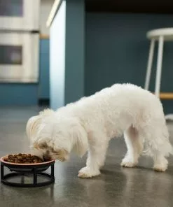 Frisco Paw Print Elevated Stainless Steel Dog & Cat Bowl -Pet Food Gear Shop 277513 PT2. SY630 V1630509092