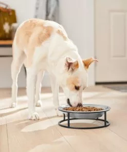 Frisco Elevated Non-skid Stainless Steel Dog & Cat Bowl -Pet Food Gear Shop 277536 PT2. SY630 V1630346679