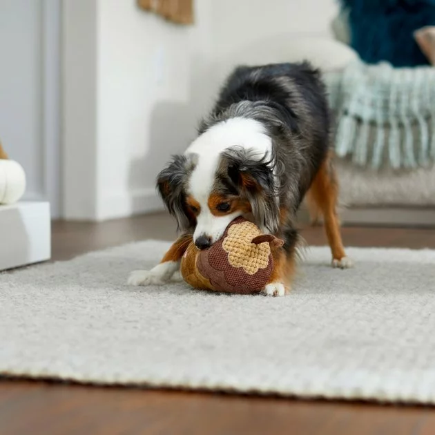 Frisco Fall Acorn Plush Squeaky Dog Toy 5 Frisco Fall Acorn Plush Squeaky Dog Toy - Image 3
