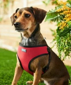 Frisco Padded Step-In Harness -Pet Food Gear Shop 287449 PT8. SY630 V1631669934