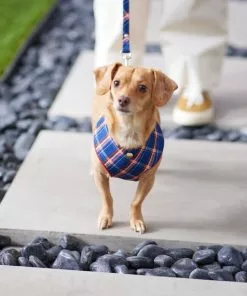 Frisco Fashion Over-The-Head Harness, Blue Plaid 11 Frisco Fashion Over-The-Head Harness, Blue Plaid -Pet Food Gear Shop 287470 PT8. SY630 V1632316703