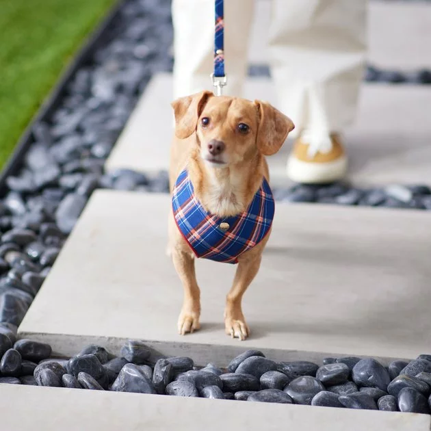 Frisco Fashion Over-The-Head Harness, Blue Plaid 7 Frisco Fashion Over-The-Head Harness, Blue Plaid - Image 5
