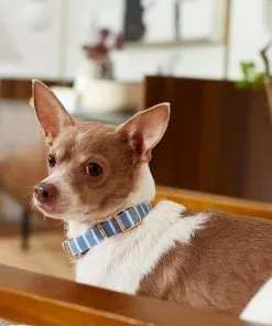 Frisco Fashion Collar, Striped -Pet Food Gear Shop 287511 PT8. SY630 V1632315168