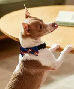 Frisco Fashion Bow, Blue Plaid, XS/SM -Pet Food Gear Shop 287528 PT8. SY630 V1632316622