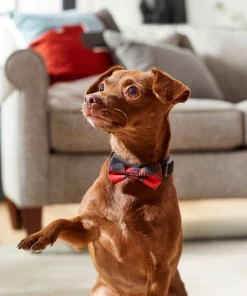 Frisco Removeable Fashion Collar Bow, Buffalo Plaid 11 Frisco Removeable Fashion Collar Bow, Buffalo Plaid -Pet Food Gear Shop 287530 PT8. SY630 V1632316295