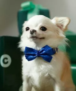 Frisco Glitter Dog Collar with Removeable Glitter Bow -Pet Food Gear Shop 289712 PT8. SY630 V1632189788