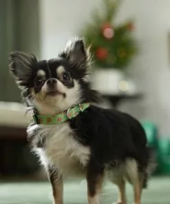 Frisco Gingerbread Cheer Dog Collar -Pet Food Gear Shop 289752 PT8. SY630 V1632185508