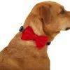 Frisco Removeable Velvet Collar Bow -Pet Food Gear Shop 289810 MAIN. SY630 V1632188498