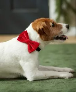 Frisco Removeable Velvet Collar Bow -Pet Food Gear Shop 289810 PT8. SY630 V1632186784