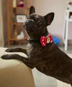 Frisco Removeable Santa & Stripes Collar Bow, XS/SM -Pet Food Gear Shop 289829 PT8. SY630 V1632188889