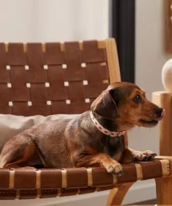 Frisco Fantastic Foxes Dog Collar 10 Frisco Fantastic Foxes Dog Collar -Pet Food Gear Shop 291237 PT3. SY630 V1629487905