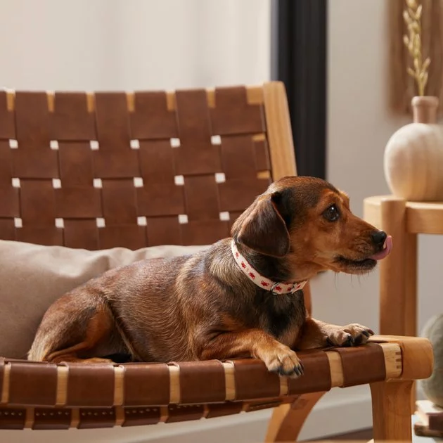 Frisco Fantastic Foxes Dog Collar 6 Frisco Fantastic Foxes Dog Collar - Image 4