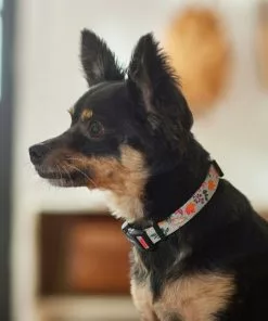 Frisco Mountain Leaves Dog Collar -Pet Food Gear Shop 291244 PT3. SY630 V1629488588