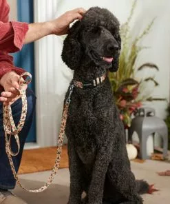 Frisco Thanksgiving Turkey Dog Leash 9 Frisco Thanksgiving Turkey Dog Leash -Pet Food Gear Shop 291274 PT3. SY630 V1632337005