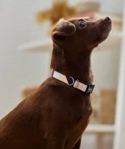 Frisco Purple Colorblock Dog Collar 10 Frisco Purple Colorblock Dog Collar -Pet Food Gear Shop 291277 PT3. SY630 V1629488251